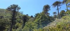 Araucaria araucana