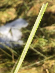 Juncus effusus