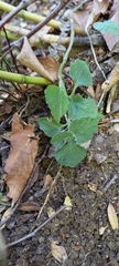 Dysopsis glechomoides