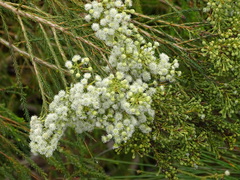 Berzelia commutata (Berzelia commutata)