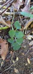 Dysopsis glechomoides