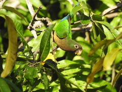 Eupsittula cactorum