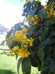 Senna viarum