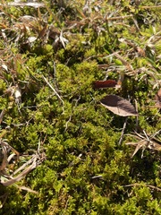 Cruciata pedemontana