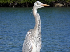 Ardea herodias occidentalis × wardi