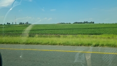 Campuloclinium macrocephalum