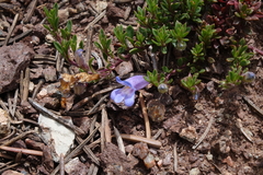 Penstemon caespitosus