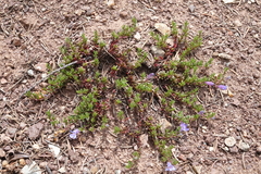 Penstemon caespitosus