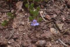 Penstemon caespitosus