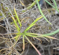 Spilostethus pandurus elegans