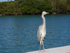 Ardea herodias occidentalis × wardi
