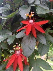 Passiflora miniata × vitifolia