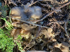 Lyophyllum decastes