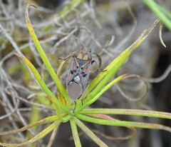 Spilostethus pandurus elegans