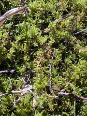 Cruciata pedemontana