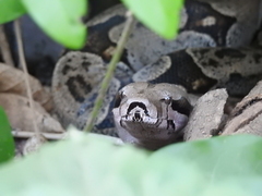 Boa constrictor
