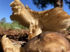 Lyophyllum decastes