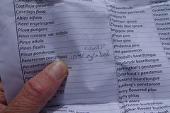 Penstemon caespitosus