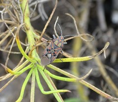 Spilostethus pandurus elegans