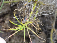 Spilostethus pandurus elegans