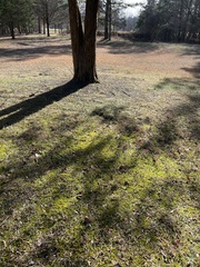 Cruciata pedemontana