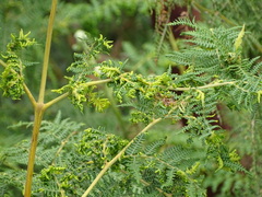 Eriophyes quadrifidus