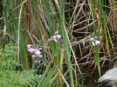 Gladiolus geardii