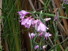 Gladiolus geardii