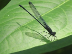 Zygoptera