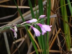 Gladiolus geardii