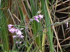 Gladiolus geardii