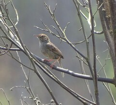 Cisticola fulvicapilla