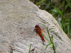 Crocothemis sanguinolenta