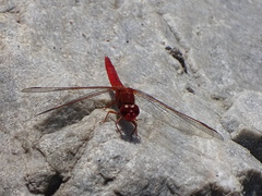 Crocothemis sanguinolenta