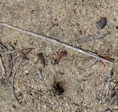 Anoplolepis custodiens