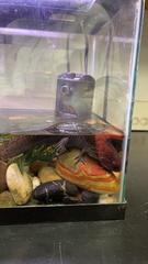 Ambystoma mexicanum