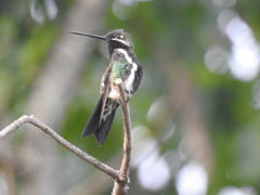 Heliomaster squamosus