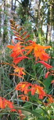 Crocosmia × crocosmiiflora