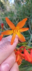 Crocosmia × crocosmiiflora