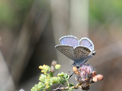 Hemiargus ramon
