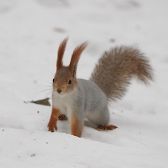 Sciurus vulgaris