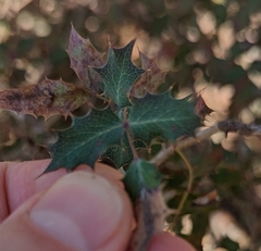 Berberis swaseyi
