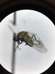 Anthomyiidae