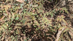 Berberis swaseyi