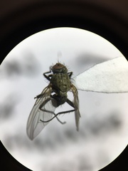 Anthomyiidae