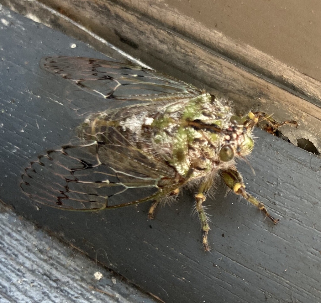 Cape Peninsula Cicada