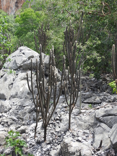 Pilosocereus densiareolatus