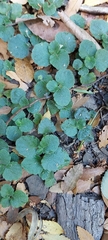 Dysopsis glechomoides