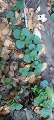 Dysopsis glechomoides