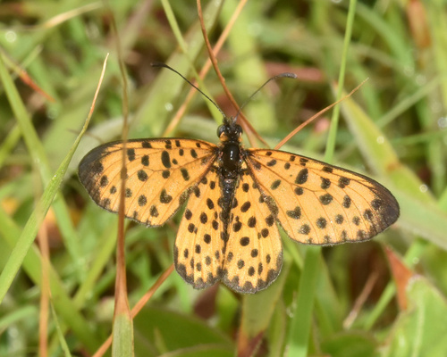 Photo of Polka Dot (Pardopsis punctatissima)